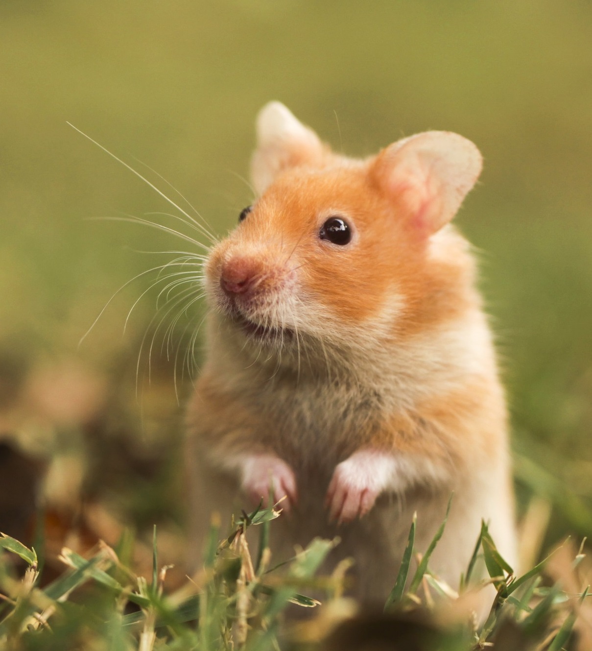 MIVAIUN Delar Hamstersu00e4ng, Mini Hamster Bomullsbo, Varma