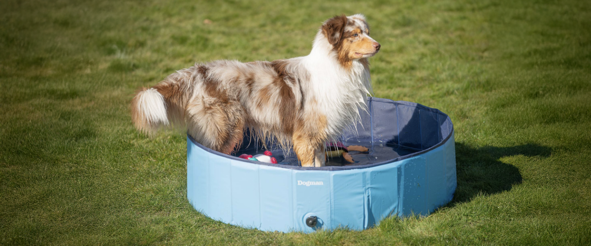 Hundebasseng