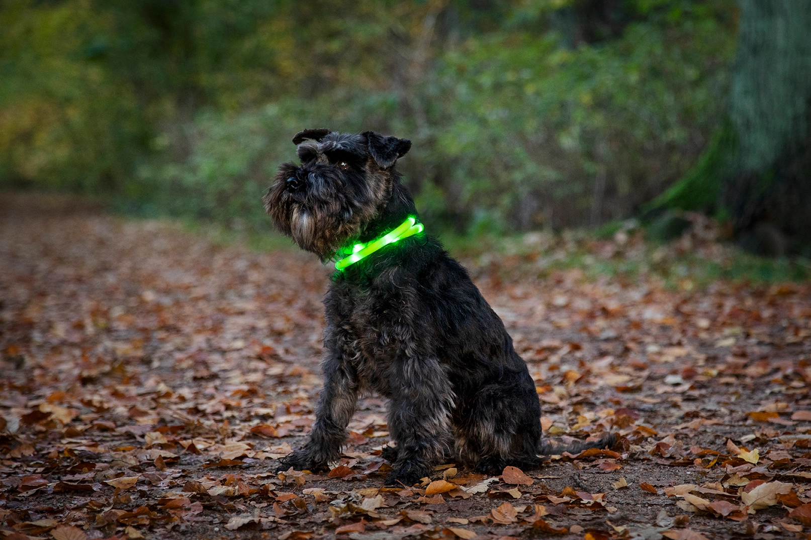 blink-halsband