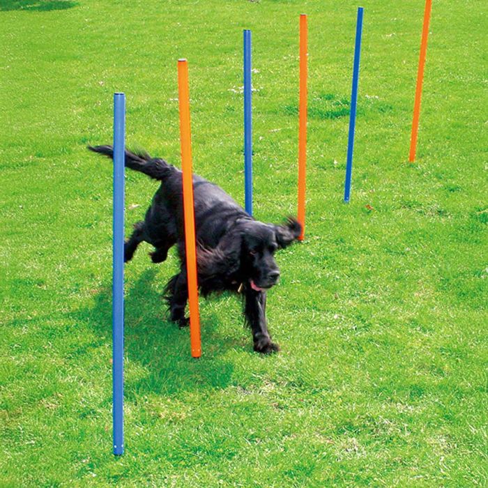 Agility Slalom Pinnar