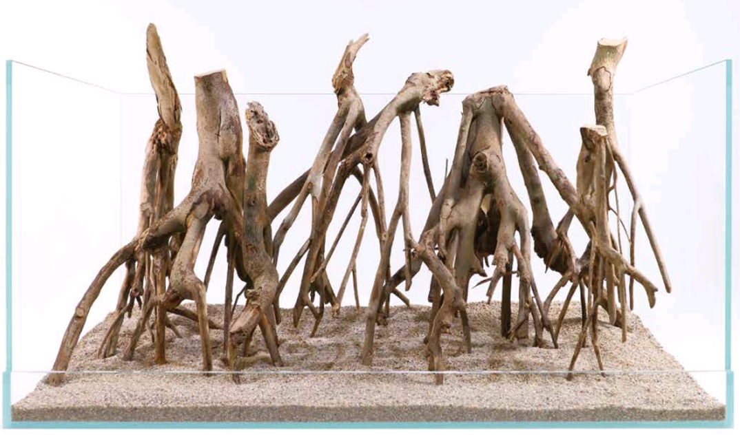 Talawa Wood Akvariedekoration