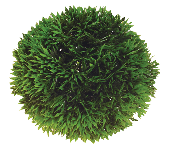 Dekorv&auml;xt Plant Ball 9cm