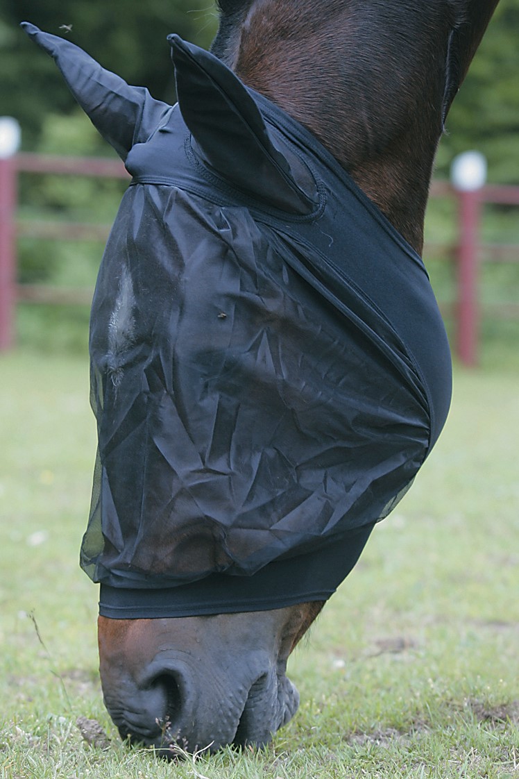 Flughuva Med öron Ponny