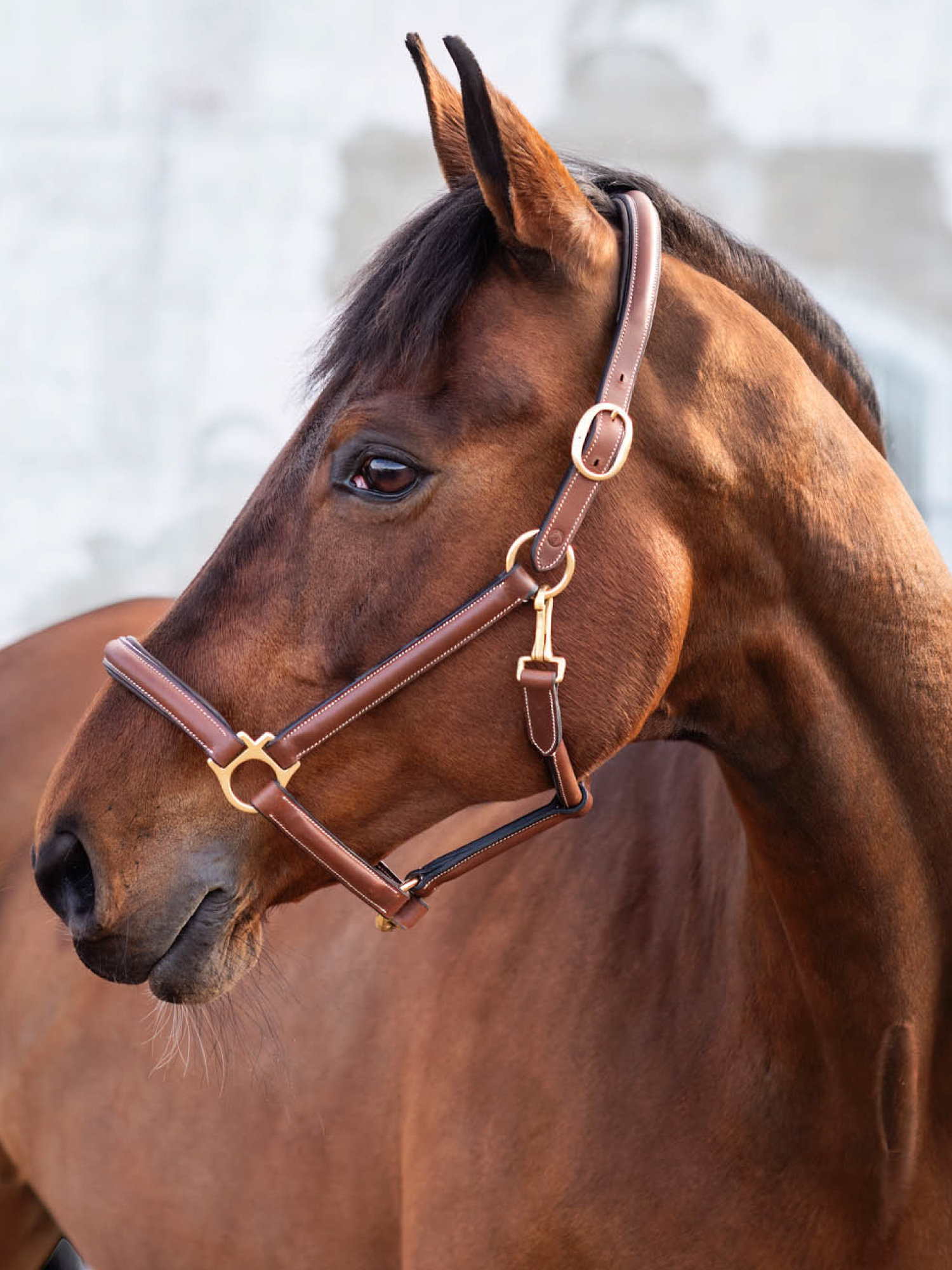 Cancun Lädergrimma Brun
