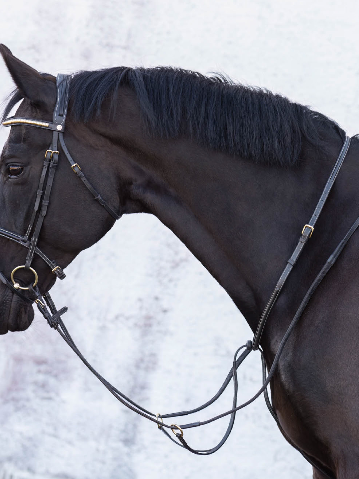 Cincinatti Martingal Svart