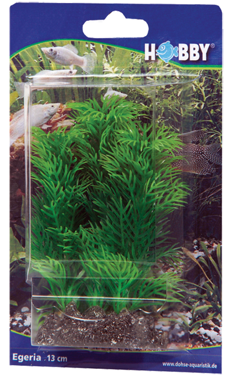 Dekorv&auml;xt Egeria 13cm